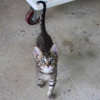 Domestic Short Hair Cats Available for Adoption in Birmingham, Alabama - Nikki | PetCurious