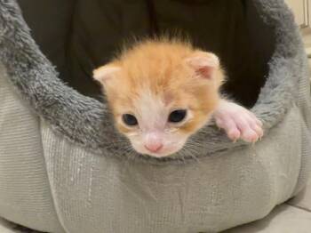 Tyson -  Domestic Short Hair Cat for Adoption in Deltona, Florida - Tyson | PetCurious