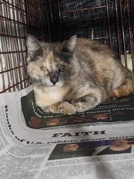 Domestic Short Hair Cats Available for Adoption in San Antonio, Texas - ALENA | PetCurious