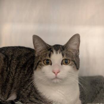 Domestic Short Hair Cats Available for Adoption in West Palm Beach, Florida - Roary | PetCurious