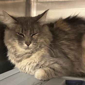Cici -  Domestic Medium Hair Cat for Adoption in Salt Lake City, Utah - Cici | PetCurious