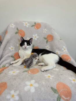 Rescue Domestic Short Hair Cats for Adoption in Chicago Ridge, Illinois - FRIDA | PetCurious