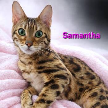 Samantha -  Bengal Cat for Adoption in Quincy, Ohio - Samantha | PetCurious