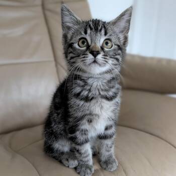 Pauline -  Domestic Short Hair Cat for Adoption in Knoxville, Tennessee - Pauline | PetCurious