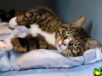Orlando -  Domestic Short Hair Cat for Adoption - Orlando | PetCurious