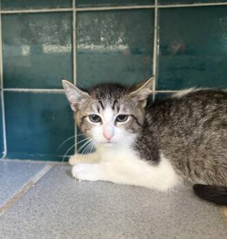 Domestic Short Hair Cats Available for Adoption in Honolulu, Hawaii - Freddie | PetCurious
