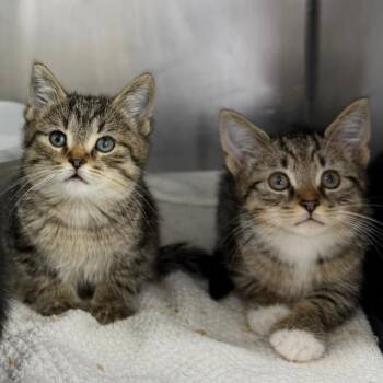 Shawnee -  Domestic Short Hair Cat for Adoption in Mount Vernon, Ohio - Shawnee | PetCurious