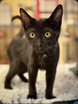 Coco -  Domestic Short Hair Cat for Adoption in San Jacinto, California - Coco | PetCurious