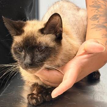 Lily -  Domestic Short Hair Cat for Adoption in Indianapolis, Indiana - Lily | PetCurious