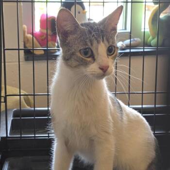 Mai -  Domestic Short Hair Cat for Adoption in Fairport, New York - Mai | PetCurious