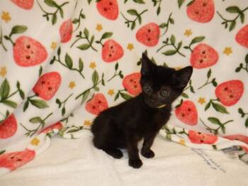 JINX -  Domestic Short Hair Cat for Adoption in San Jose, California - JINX | PetCurious