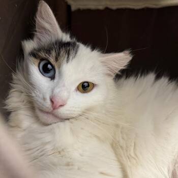 Domestic Medium Hair Cats Available for Adoption - Bella Star | PetCurious