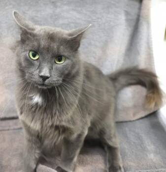 Smoke -  Domestic Medium Hair Cat for Adoption in Thief River Falls, Minnesota - Smoke | PetCurious