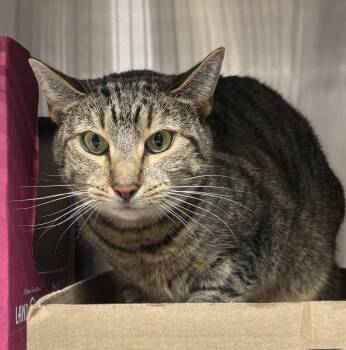 Rescue Domestic Short Hair and Tiger Cats for Adoption in North Haven, Connecticut - Catie | PetCurious