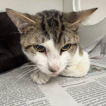 Storm (3) -  Domestic Short Hair Cat for Adoption in Marshall, Texas - Storm (3) | PetCurious