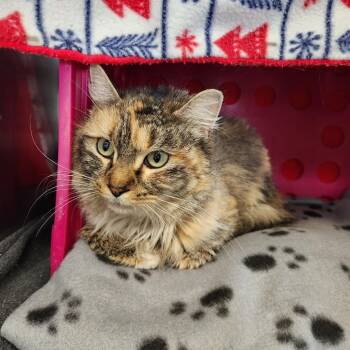 Domestic Long Hair Cats Available for Adoption - Polly | PetCurious