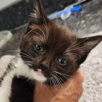 Velma -  Domestic Short Hair Cat for Adoption in Brighton, Missouri - Velma | PetCurious