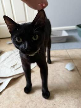 JiJi -  Domestic Short Hair Cat for Adoption in Little Rock, Arkansas - JiJi | PetCurious