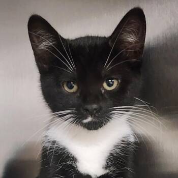 Strawberry -  American Shorthair Cat for Adoption in Shinnston, West Virginia - Strawberry | PetCurious