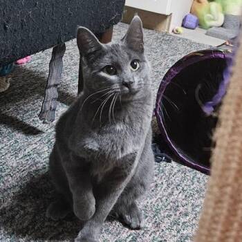 Domestic Short Hair Cats Available for Adoption in Hudsonville, Michigan - Poseidon | PetCurious