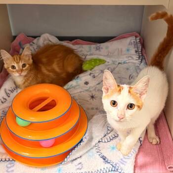 Dreamsicle -  Domestic Medium Hair Cat for Adoption in Cumming, Georgia - Dreamsicle | PetCurious