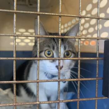 Malcom -  Domestic Short Hair Cat for Adoption in West Palm Beach, Florida - Malcom | PetCurious