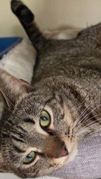 Hope -  Domestic Short Hair Cat for Adoption in Windsor, Connecticut - Hope | PetCurious