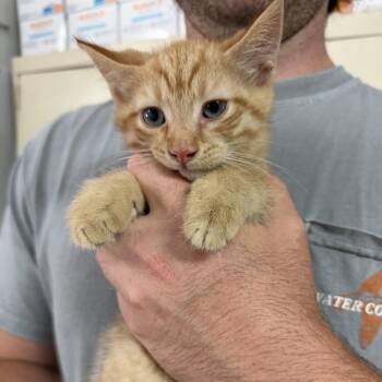 There -  Tabby and Domestic Short Hair Cat for Adoption in Columbia, South Carolina - There | PetCurious