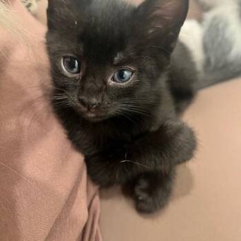 Rescue Domestic Short Hair Cats for Adoption in Waxhaw, North Carolina - Rhysand | PetCurious