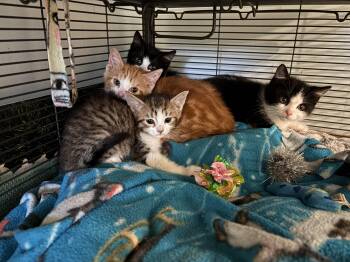 Domestic Short Hair Cats Available for Adoption in Mississauga, Ontario - Donut Kitten-Pet Valu Mavis | PetCurious