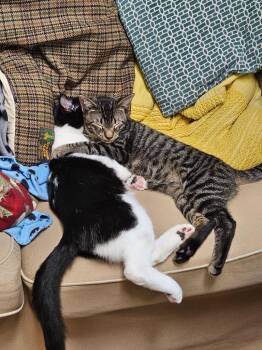 Domestic Short Hair Cats Available for Adoption in Seattle, Washington - I, Claudius (and Zebedee) | PetCurious