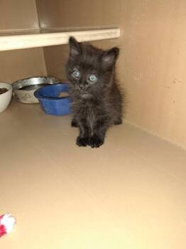 Walker -  Domestic Long Hair Cat Available for Adoption in Fayetteville, Tennessee - Walker | PetCurious