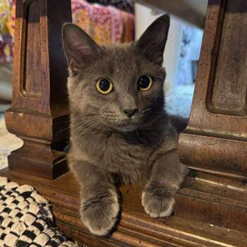Holly Blue -  Domestic Short Hair Cat for Adoption in Candler, North Carolina - Holly Blue | PetCurious