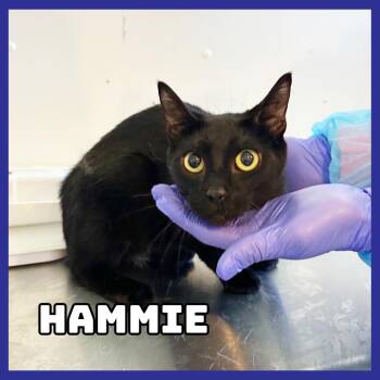 Hammie -  Domestic Short Hair Cat for Adoption in Glenwood, Minnesota - Hammie | PetCurious