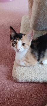 Missy 5153 -  Domestic Short Hair Cat for Adoption in Bonsall, California - Missy 5153 | PetCurious