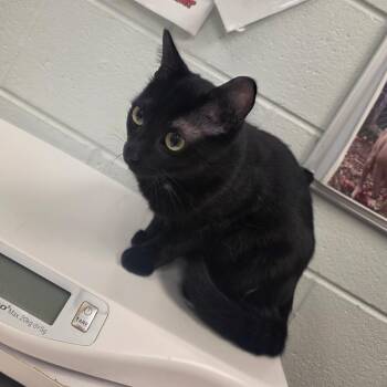 Katydid -  Domestic Short Hair Cat for Adoption in Chattanooga, Tennessee - Katydid | PetCurious