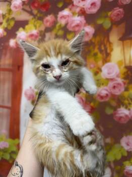 CHEDDERR -  Domestic Long Hair Cat for Adoption in San Bernardino, California - CHEDDERR | PetCurious