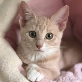 Whiskey -  Domestic Short Hair Cat for Adoption in Cumming, Georgia - Whiskey | PetCurious