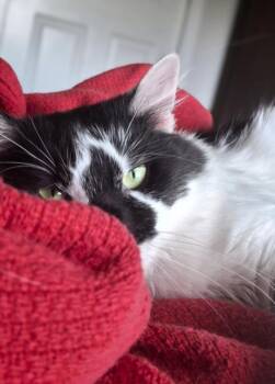 Bjorn -  Domestic Medium Hair Cat for Adoption in Chicago, Illinois - Bjorn | PetCurious