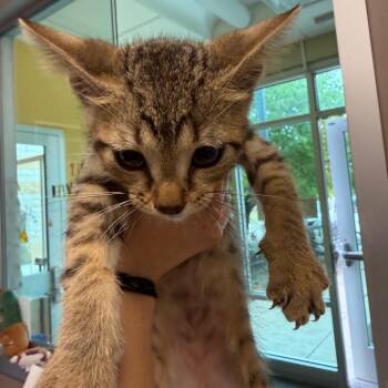 Cobweb -  Domestic Short Hair Cat for Adoption in Norman, Oklahoma - Cobweb | PetCurious