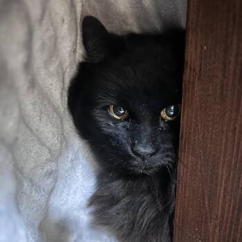 Domestic Long Hair Cats Available for Adoption - Everett | PetCurious