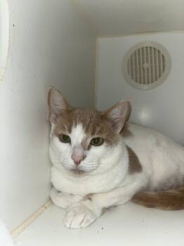 Rescue Domestic Short Hair Cats for Adoption in Hilton Head Island, South Carolina - Metal | PetCurious