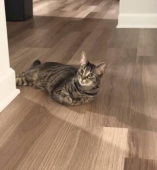 Andie -  Domestic Short Hair Cat for Adoption in Walled Lake, Michigan - Andie | PetCurious