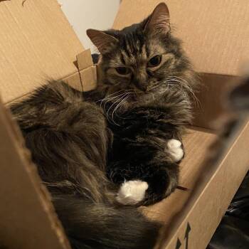 Domestic Long Hair Cats Available for Adoption in Las Vegas, Nevada - Butters | PetCurious