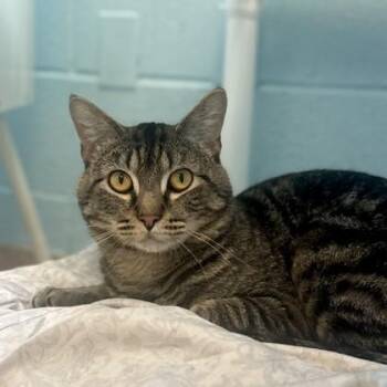 Rescue Domestic Short Hair Cats for Adoption in Philadelphia, Pennsylvania - Pal | PetCurious