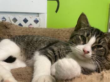 Domestic Short Hair Cats Available for Adoption - Summer Jo | PetCurious