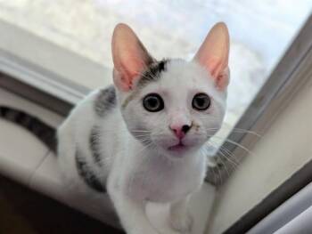 FANROE -  Domestic Short Hair Cat for Adoption in Ocala, Florida - FANROE | PetCurious