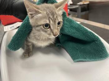 A1925541 -  Domestic Short Hair Cat for Adoption in Thousand Palms, California - A1925541 | PetCurious