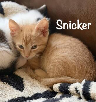 Snicker (Polydactyl) -  Domestic Short Hair Cat for Adoption in Reston, Virginia - Snicker (Polydactyl) | PetCurious