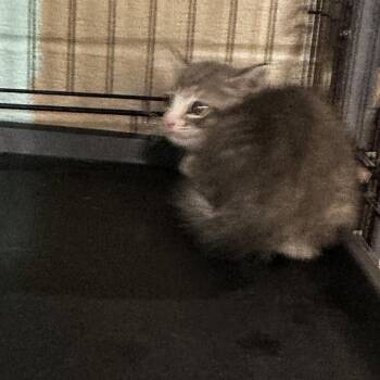 Five Points -  Domestic Short Hair Cat for Adoption in Gadsden, Alabama - Five Points | PetCurious